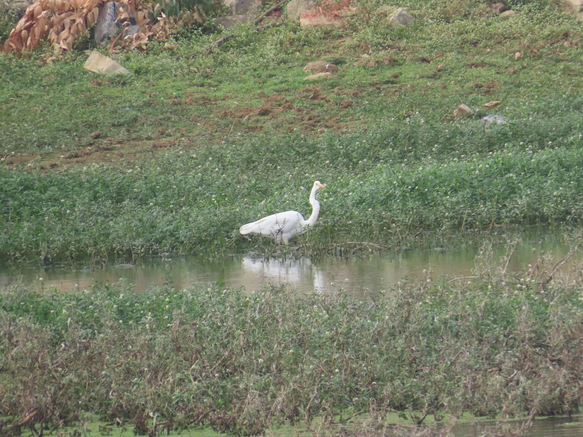 Medium Egret - ML646233953