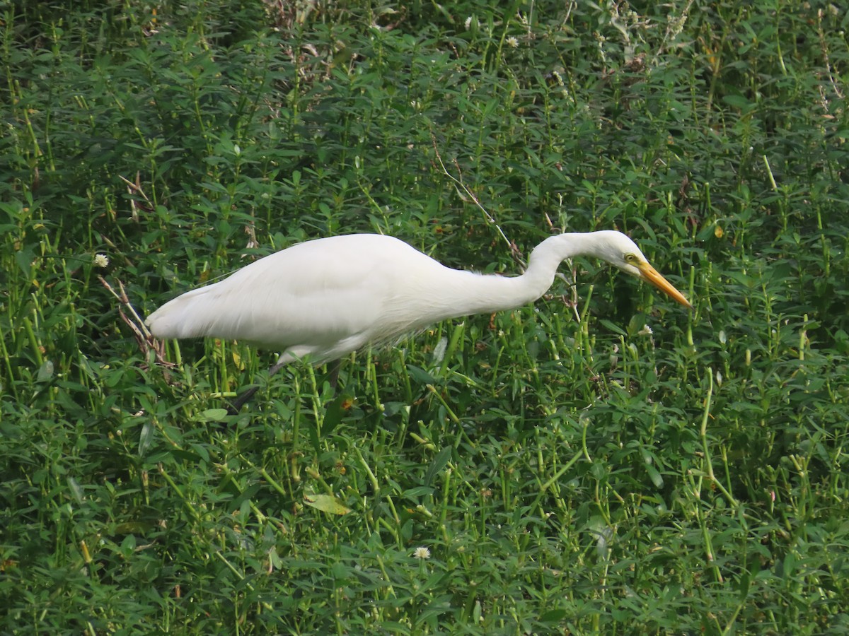 Medium Egret - ML646233954