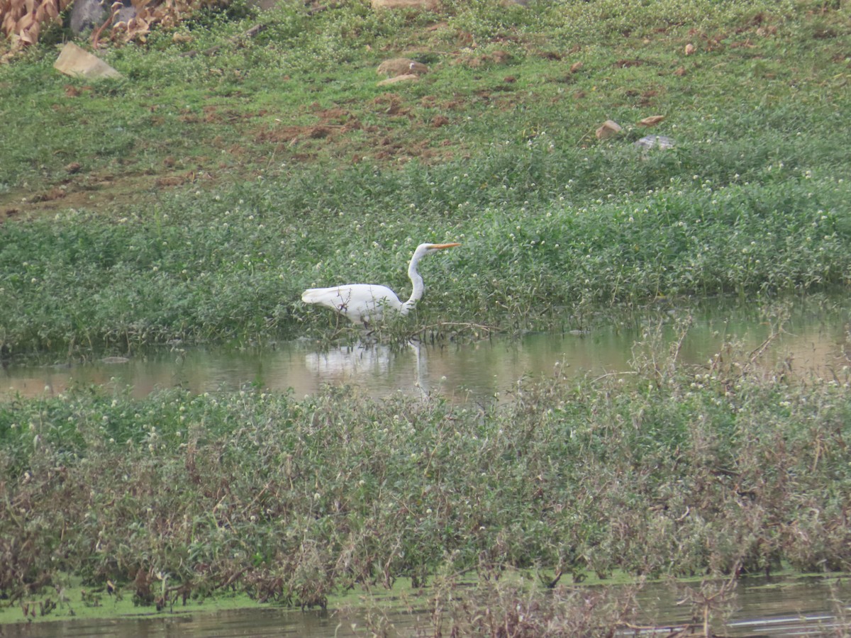 Medium Egret - ML646233955