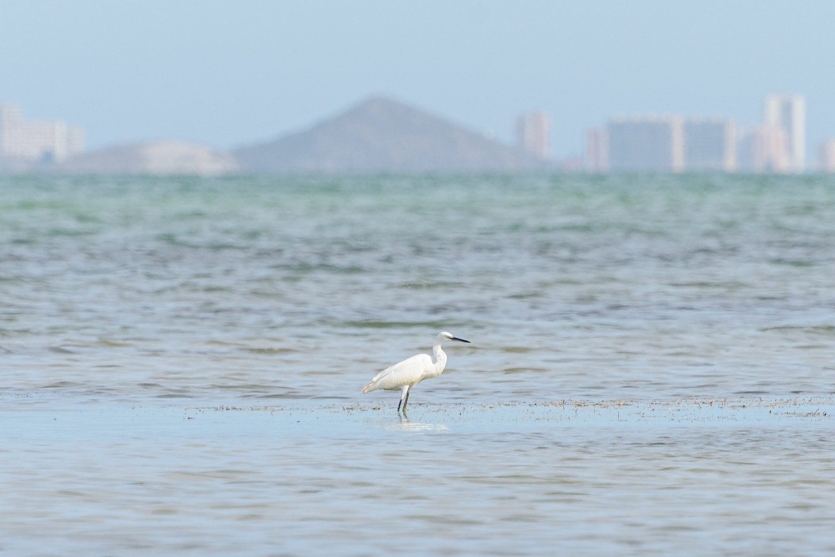 Little Egret - ML646233956