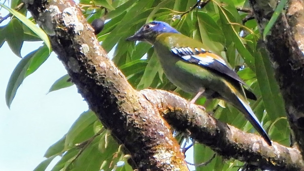 Green Cochoa - ML646233958