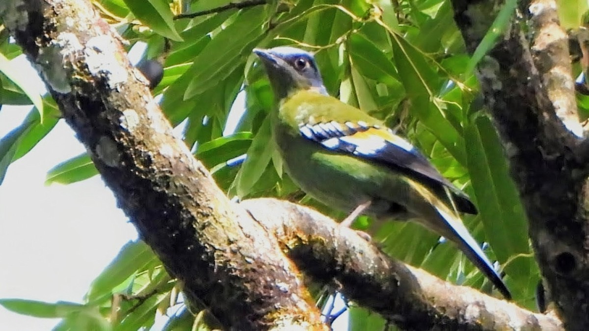 Green Cochoa - ML646233959