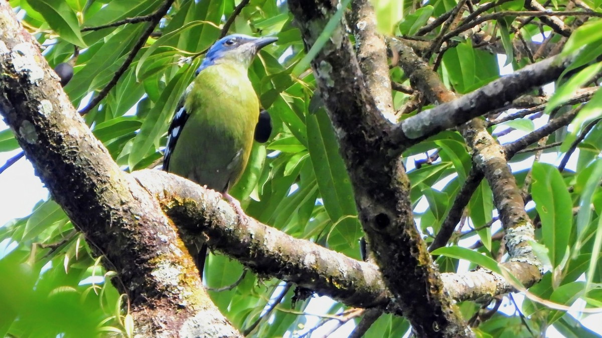Green Cochoa - ML646233960