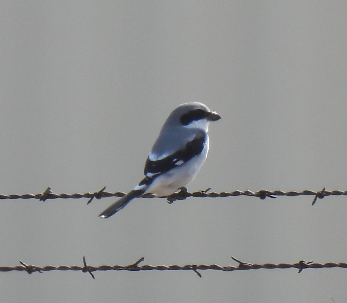 Loggerhead Shrike - ML646233961
