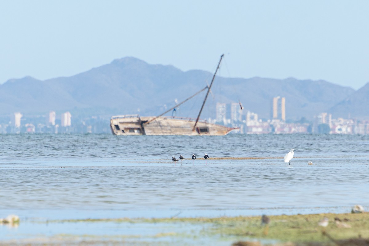 Black-winged Stilt - ML646233962