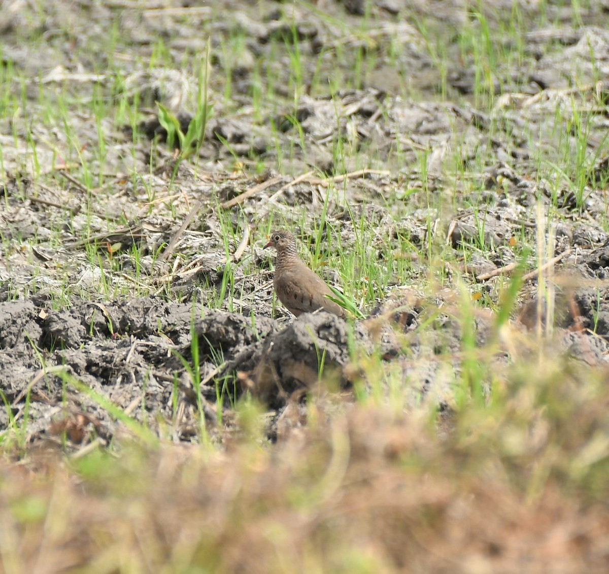 Common Ground Dove - ML646233966