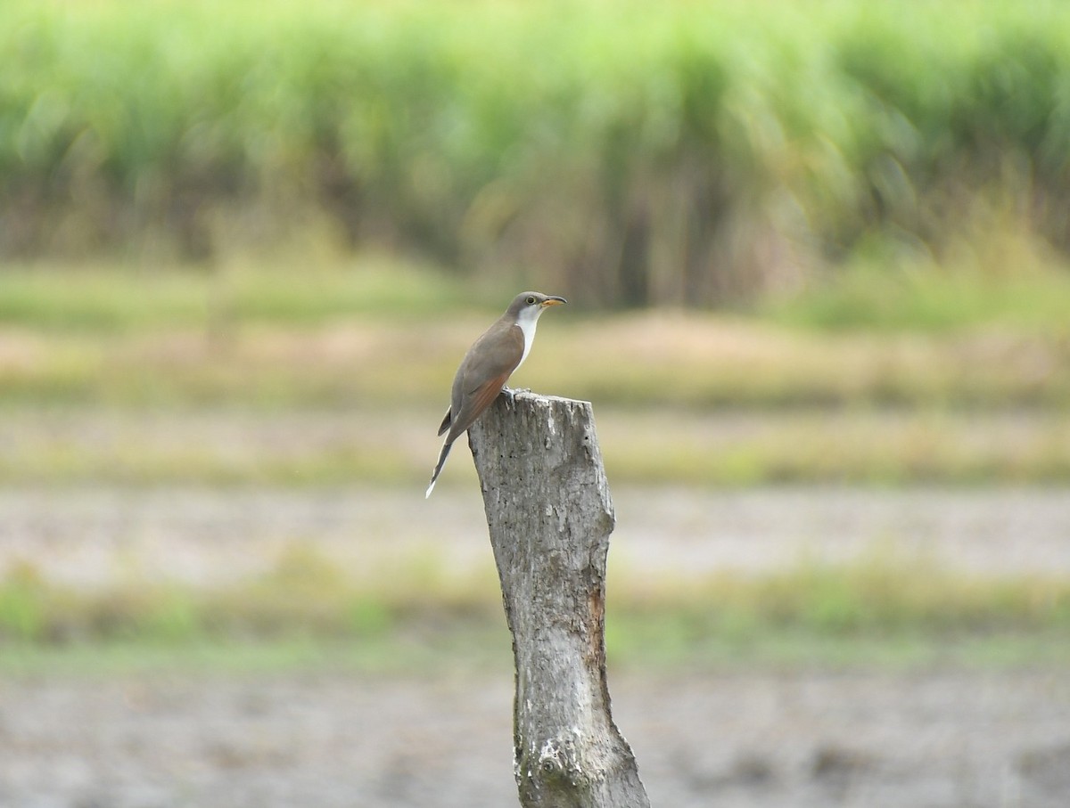 Yellow-billed Cuckoo - ML646233972