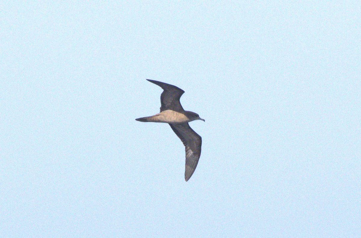Wedge-tailed Shearwater - ML646233980