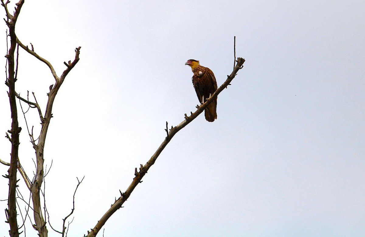 karančo jižní - ML646233982