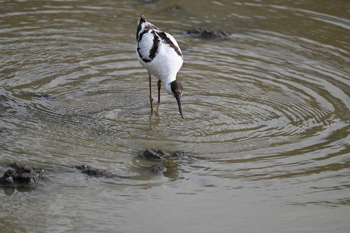 Pied Avocet - ML646233983