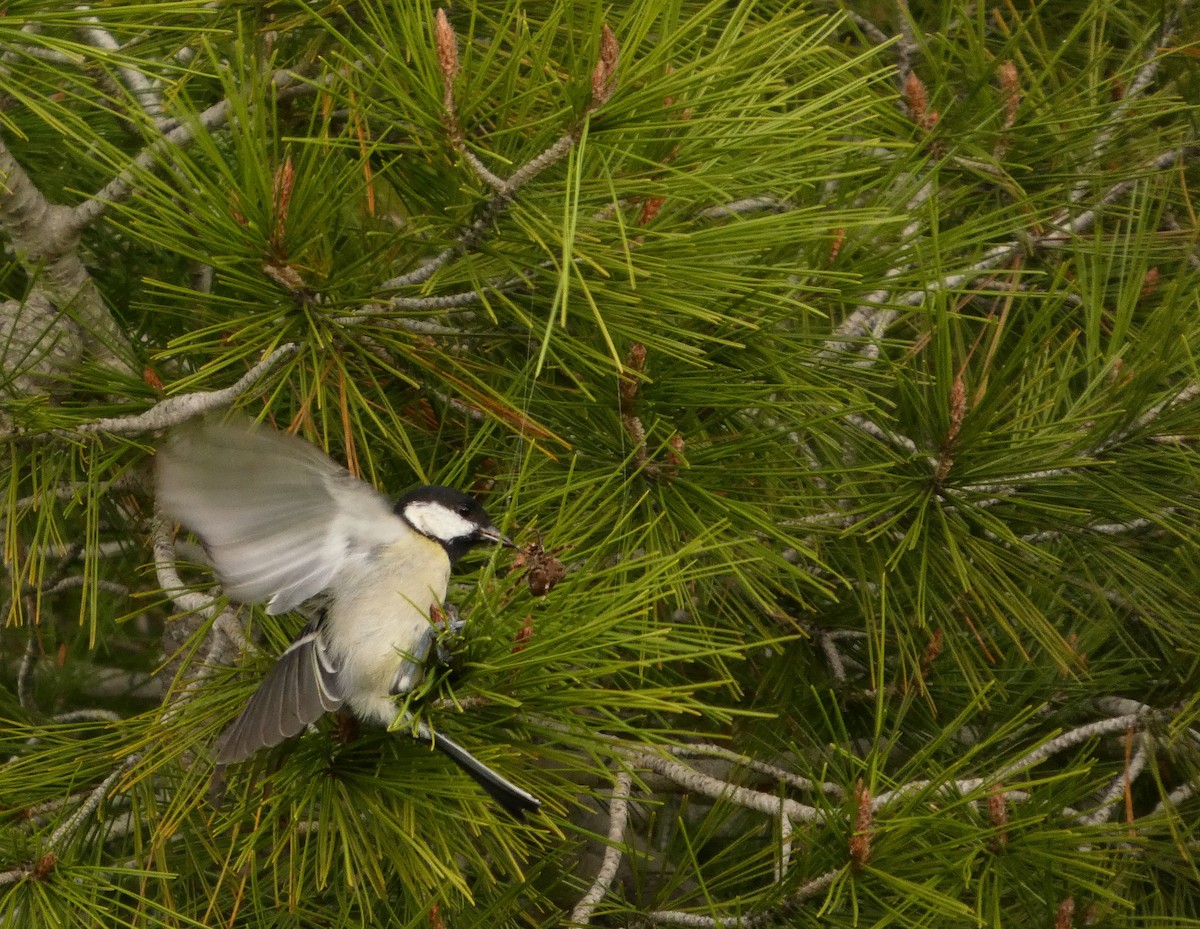 Great Tit - ML646233984