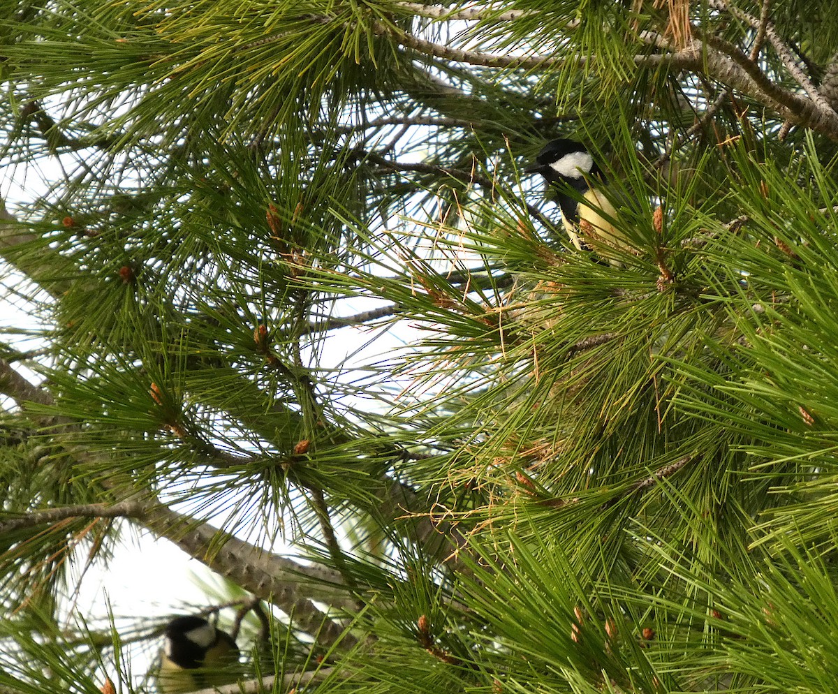 Great Tit - ML646233985