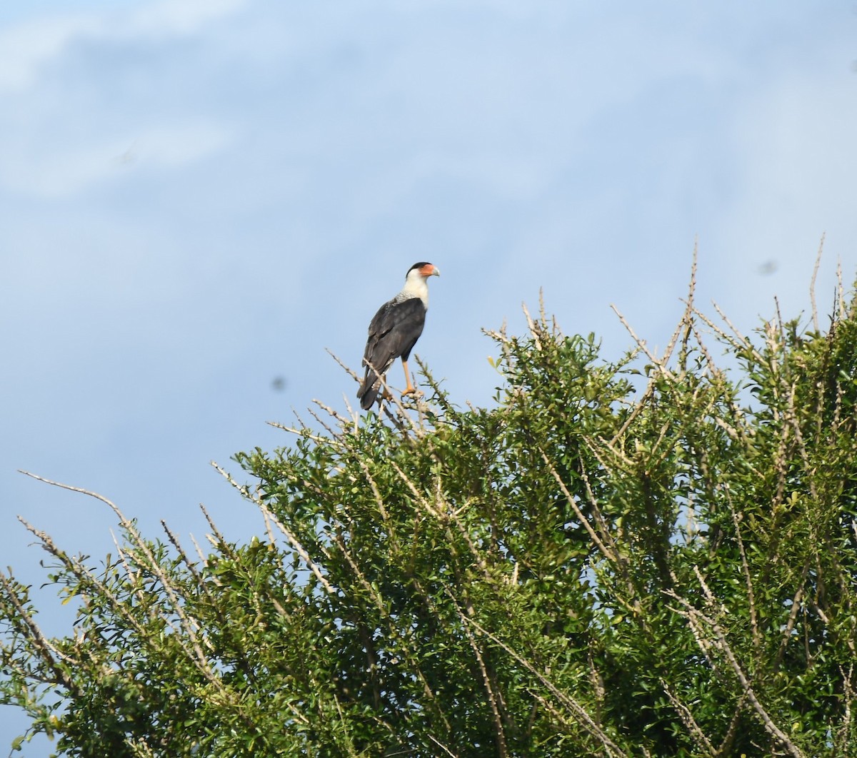 Crested Caracara - ML646233986