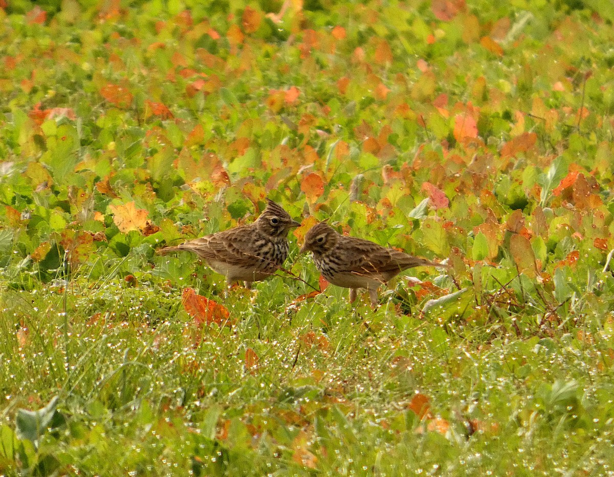 Thekla's Lark - ML646233987