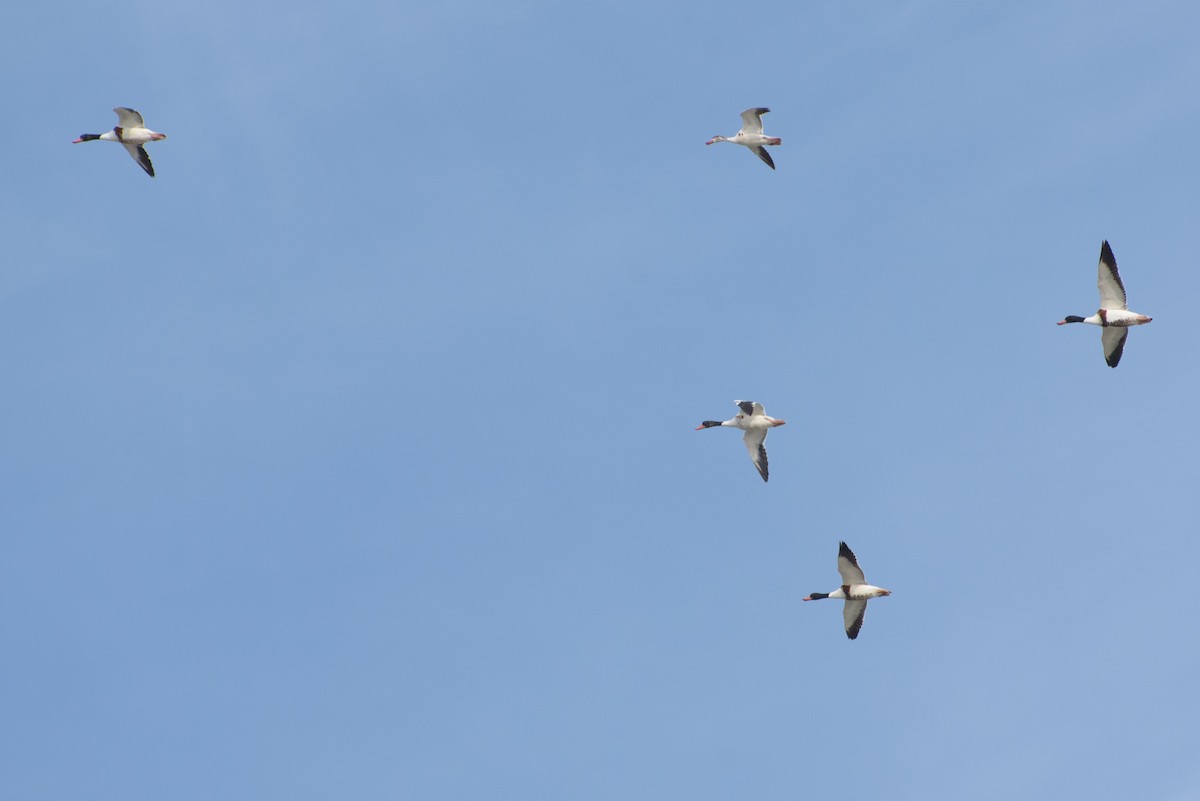Common Shelduck - ML646233988