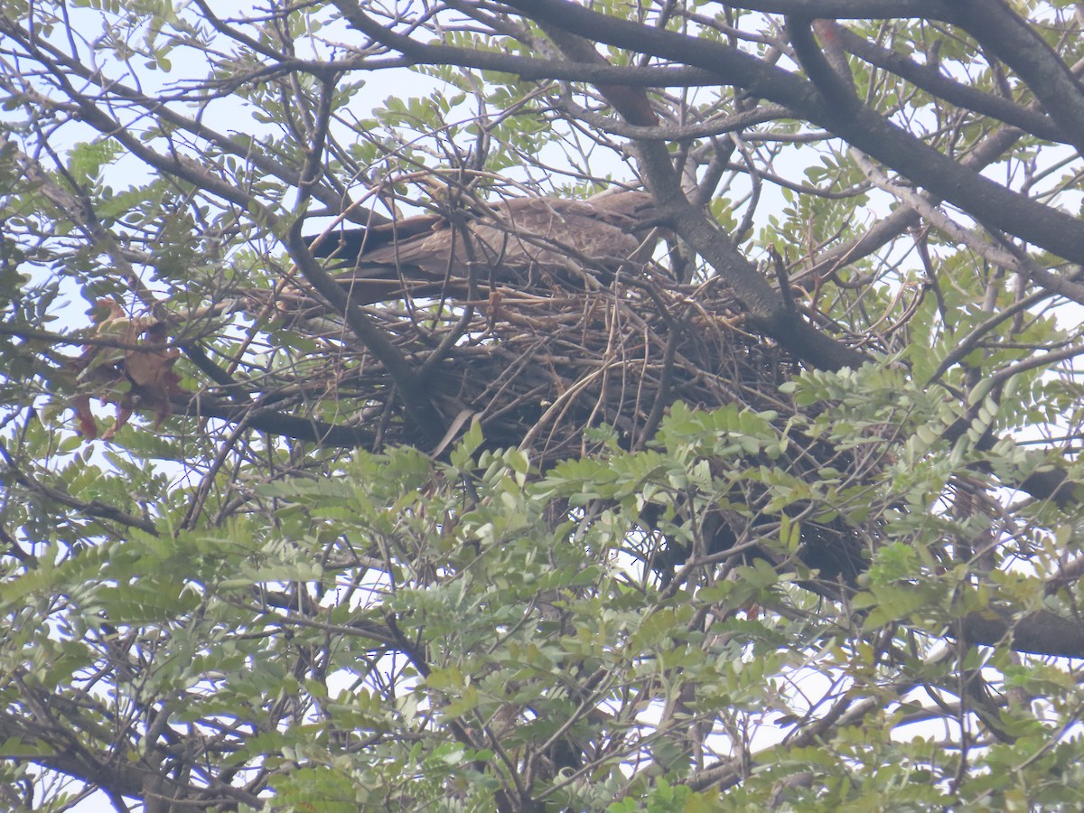 Black Kite - ML646233989