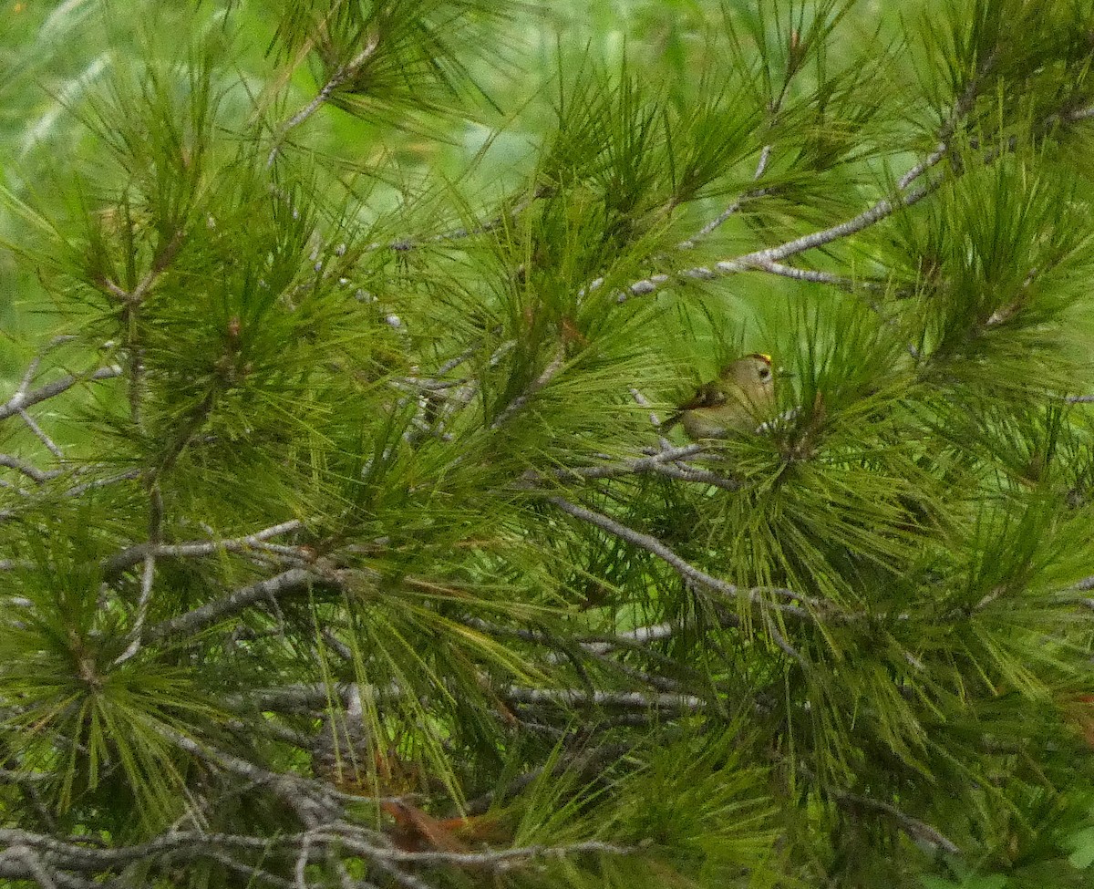 Goldcrest - ML646233990