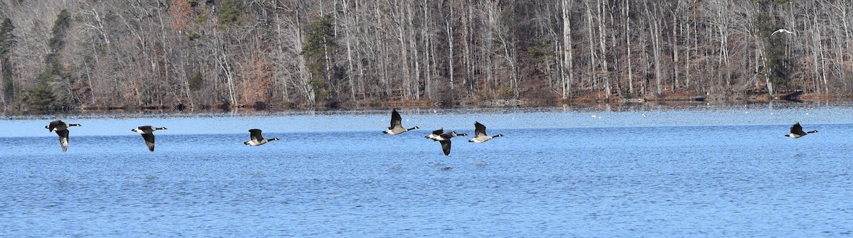 Canada Goose - ML646233991
