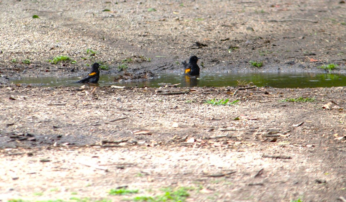 Variable Oriole - ML646233992