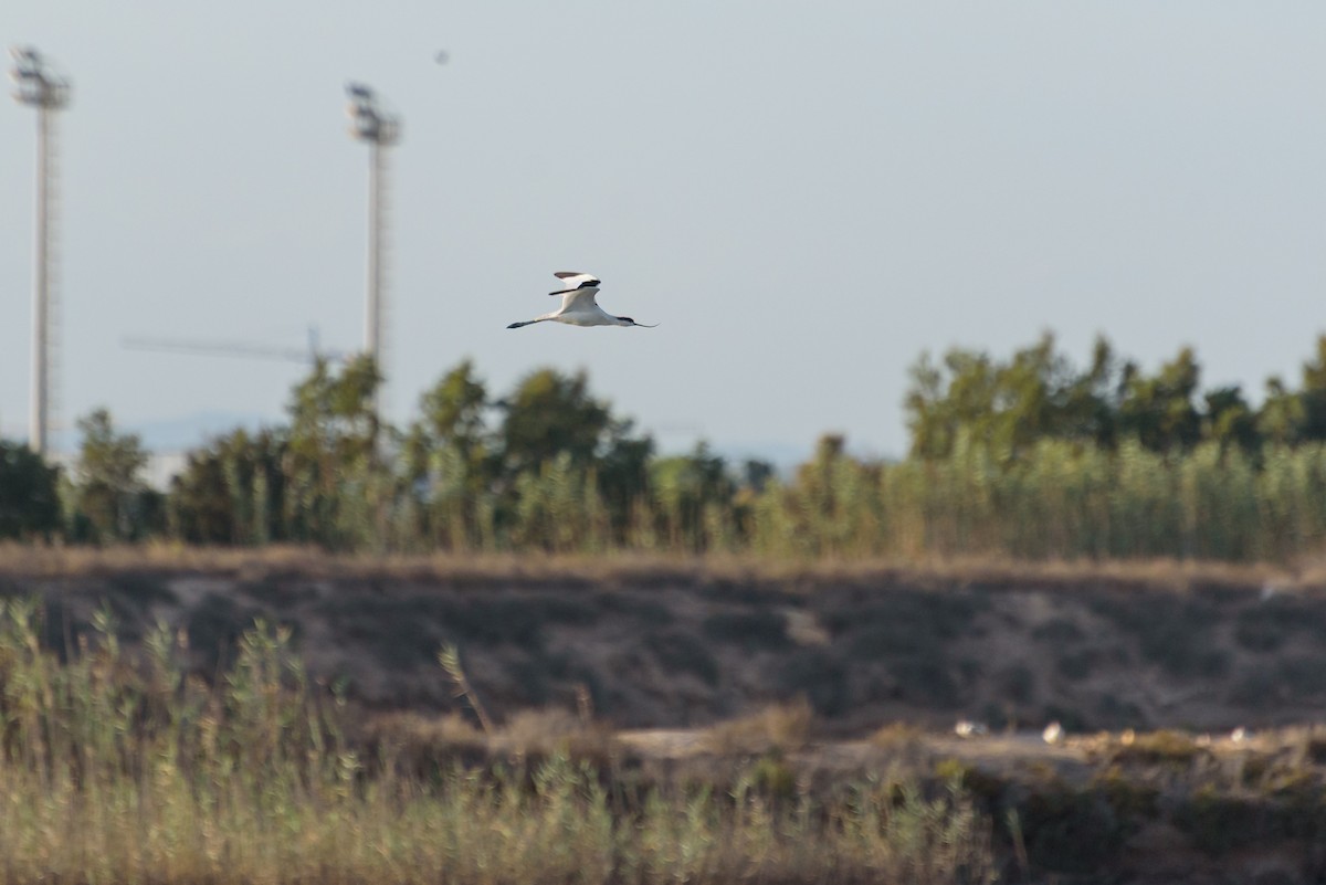 Pied Avocet - ML646233993