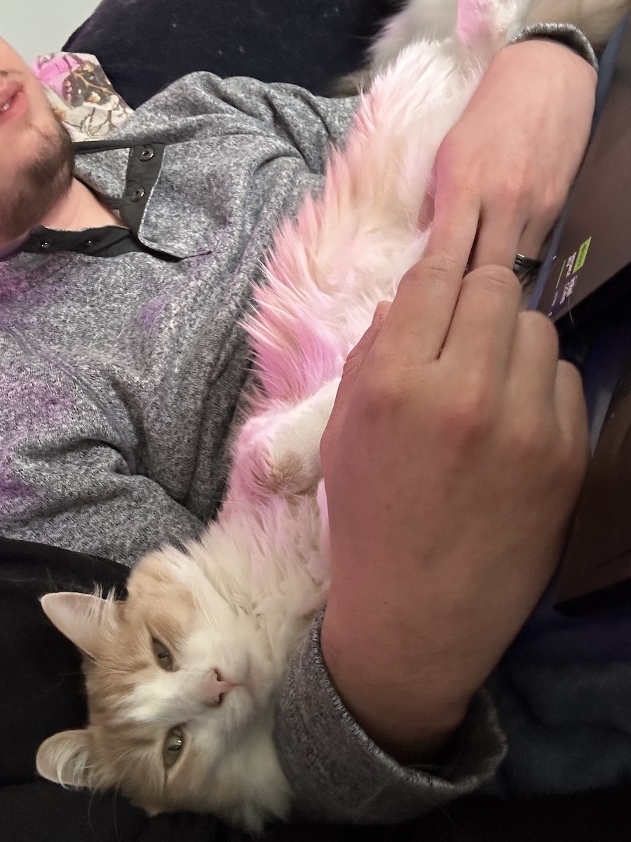 Ring-billed Gull - ML646233995