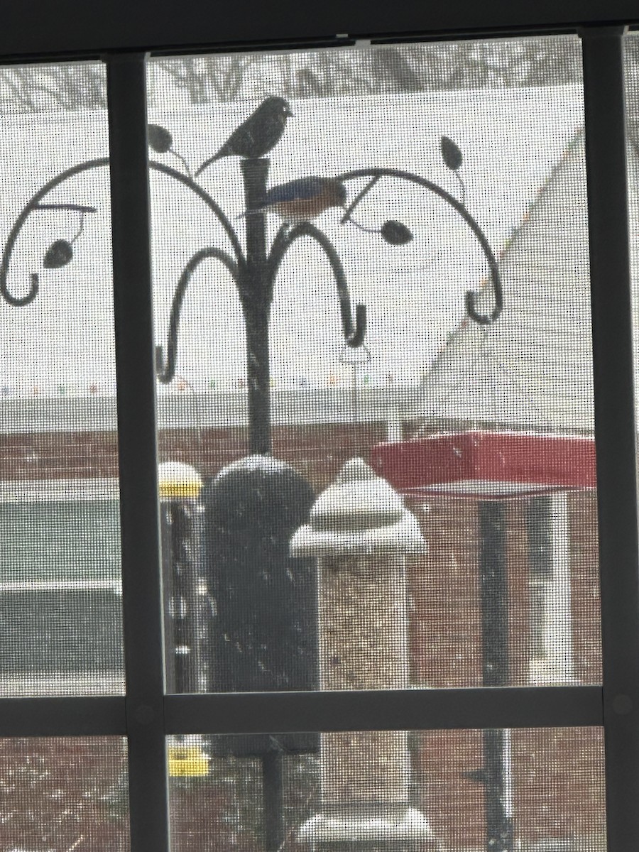 Ring-billed Gull - ML646233998