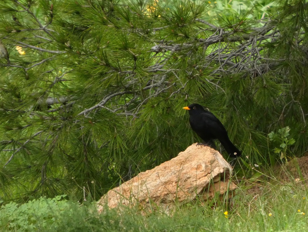 Eurasian Blackbird - ML646233999
