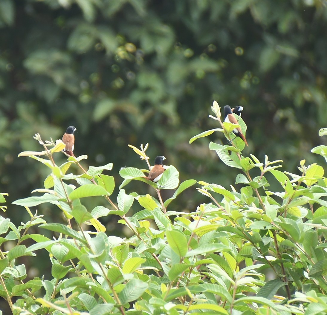 Tricolored Munia - ML646234000