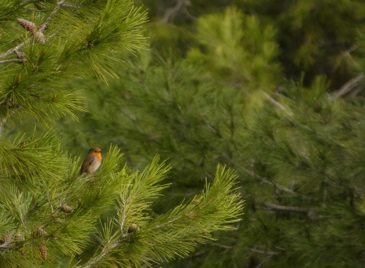 European Robin - ML646234001