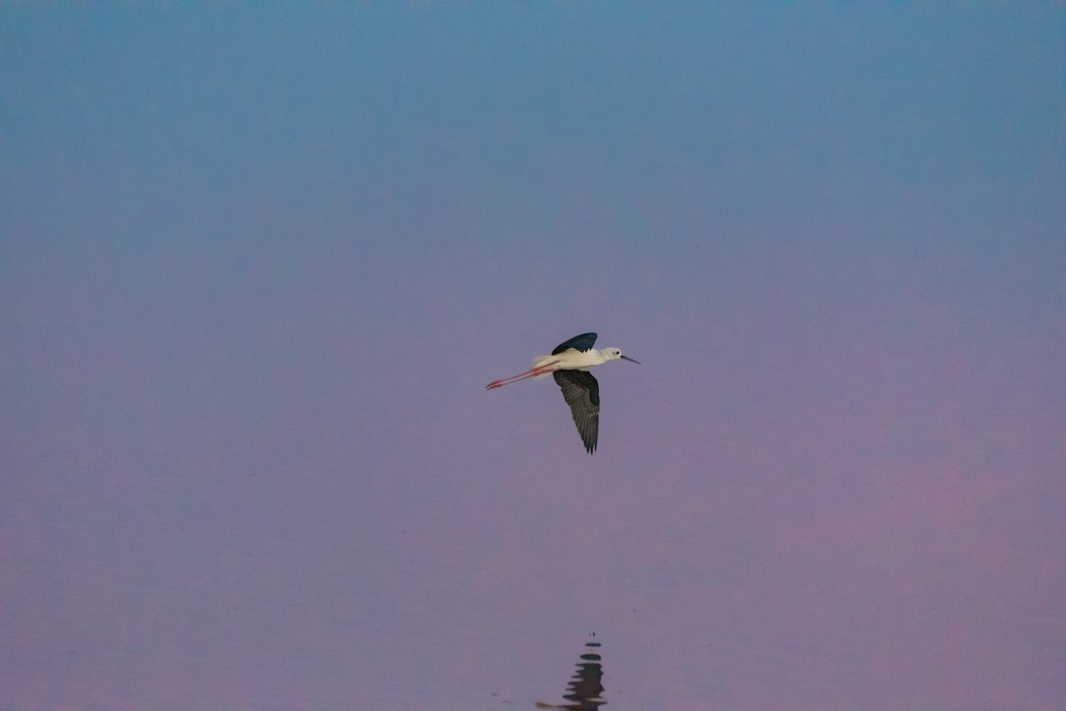 Black-winged Stilt - ML646234002