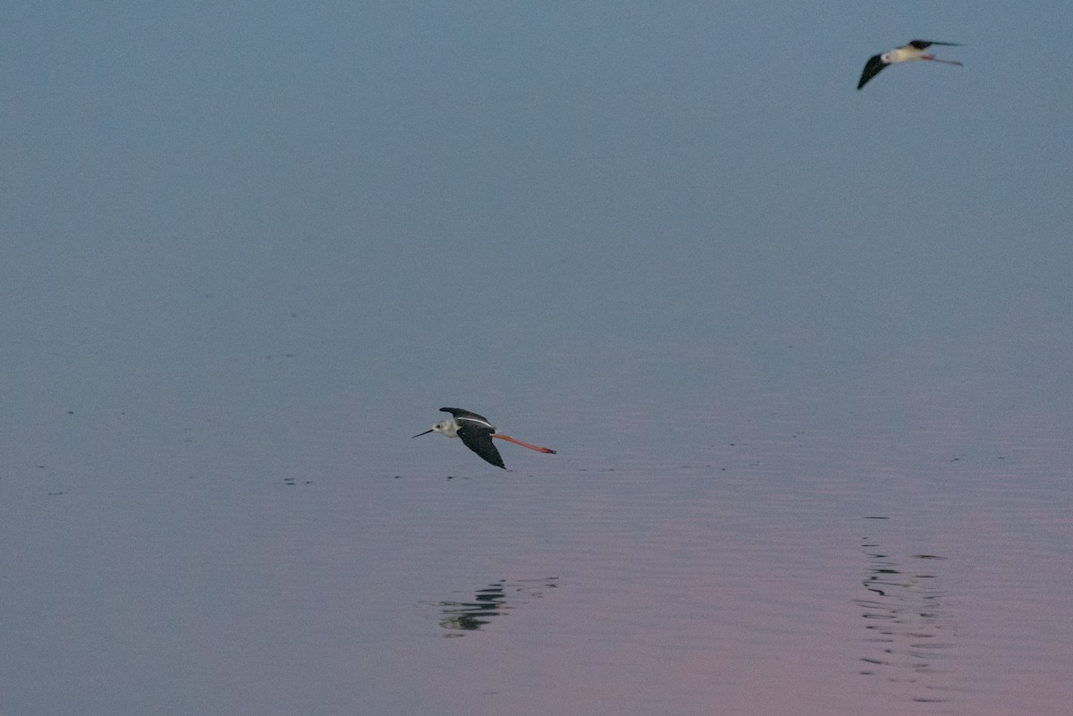 Black-winged Stilt - ML646234003