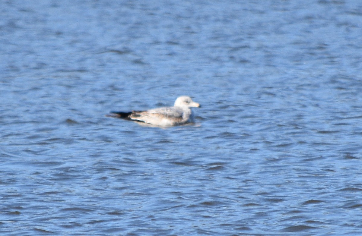 Ring-billed Gull - ML646234004