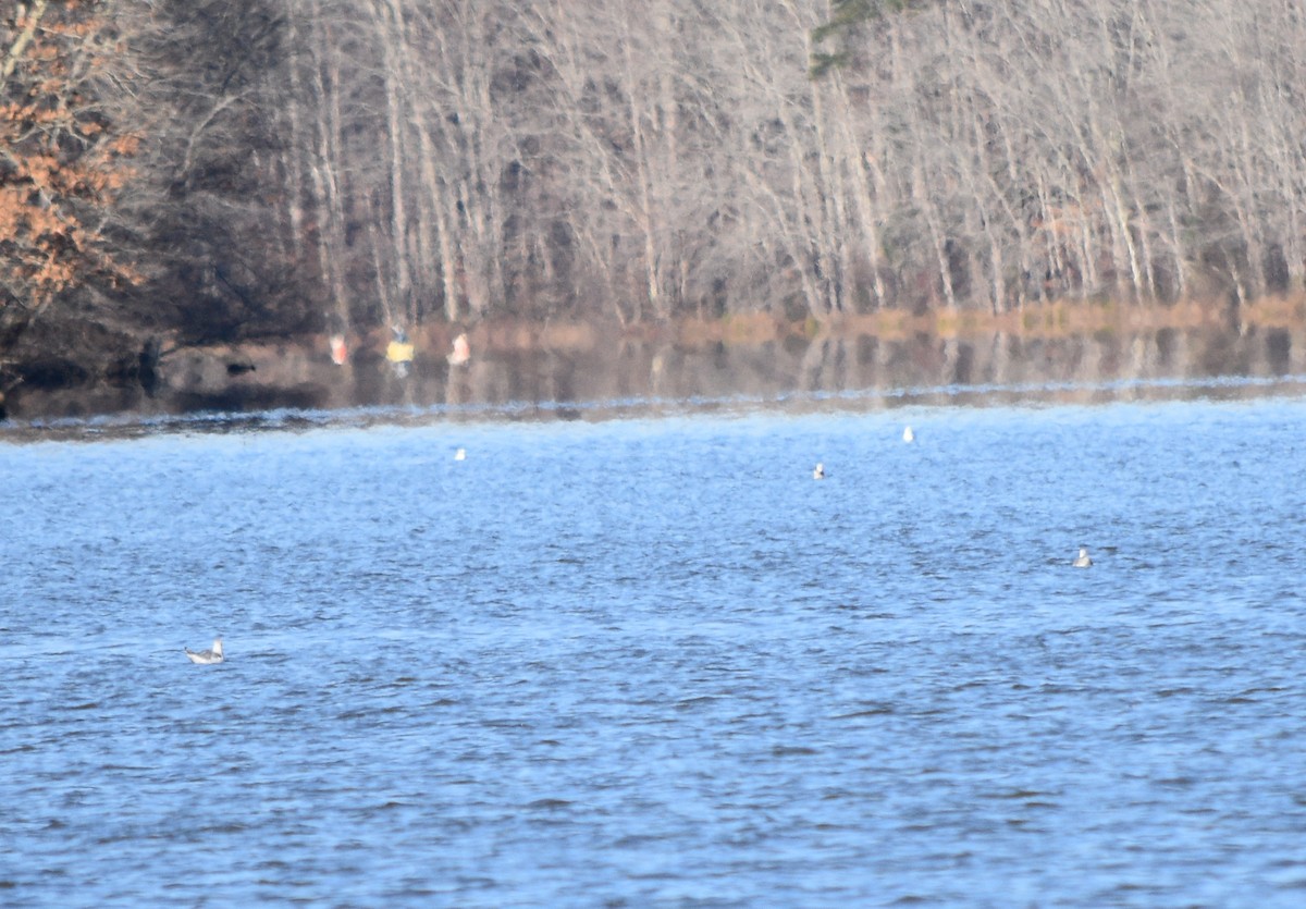 Ring-billed Gull - ML646234005