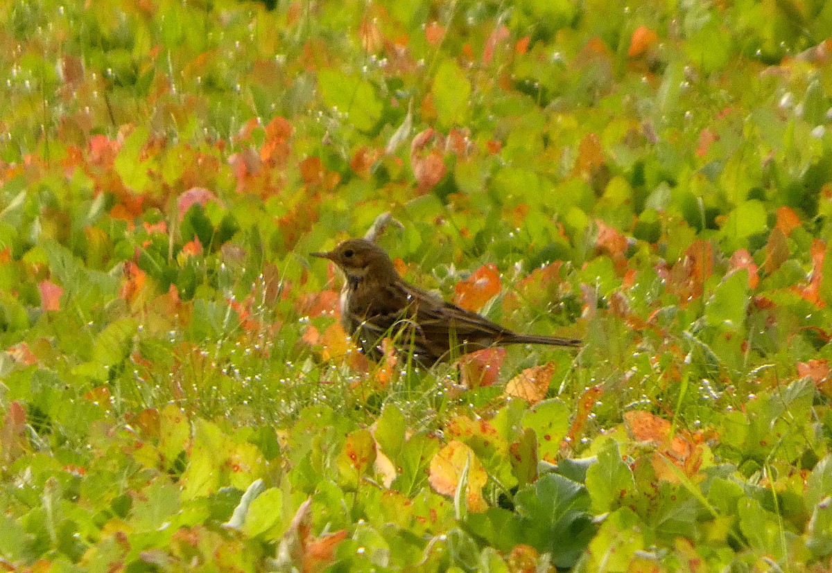 Meadow Pipit - ML646234007