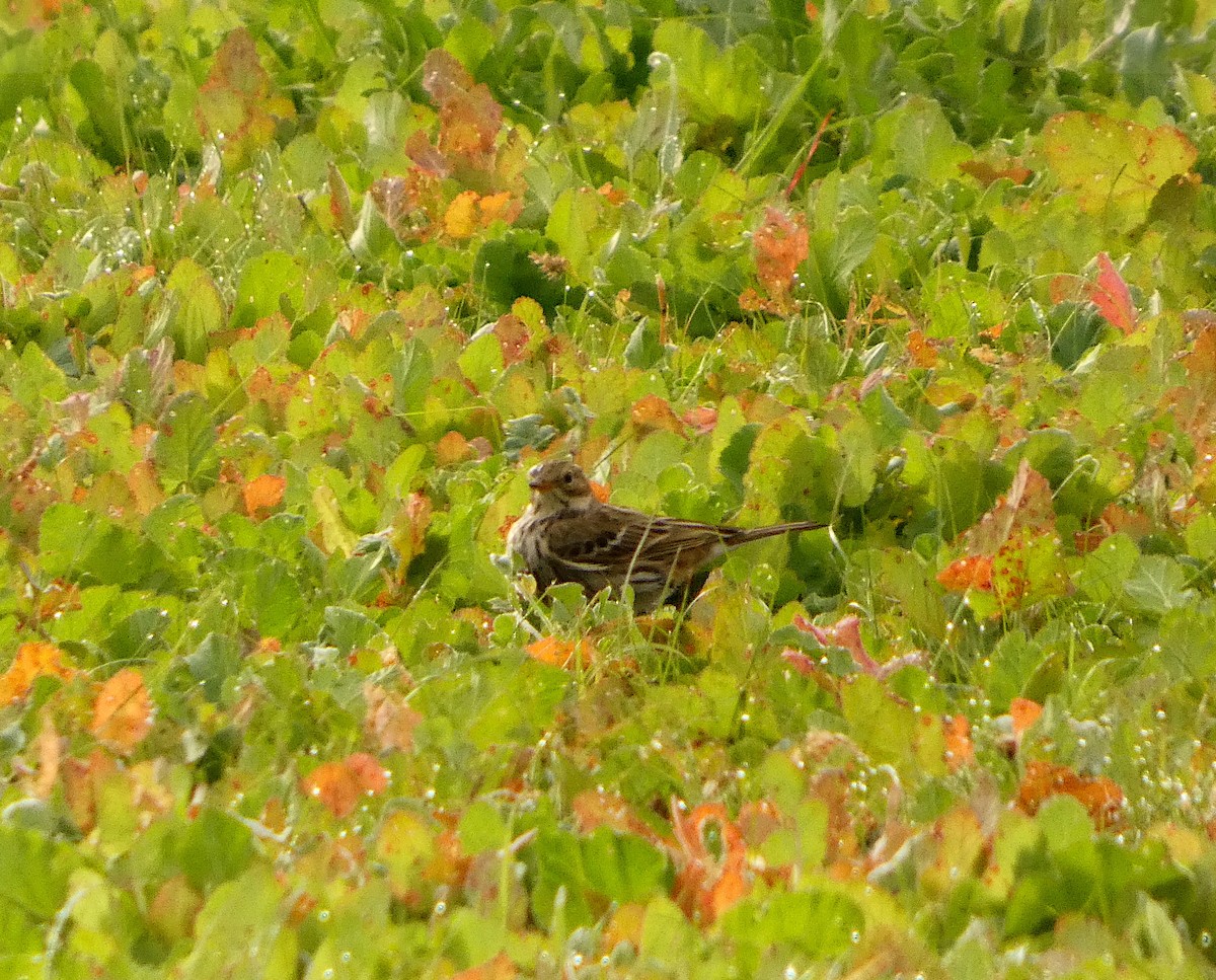 Meadow Pipit - ML646234008