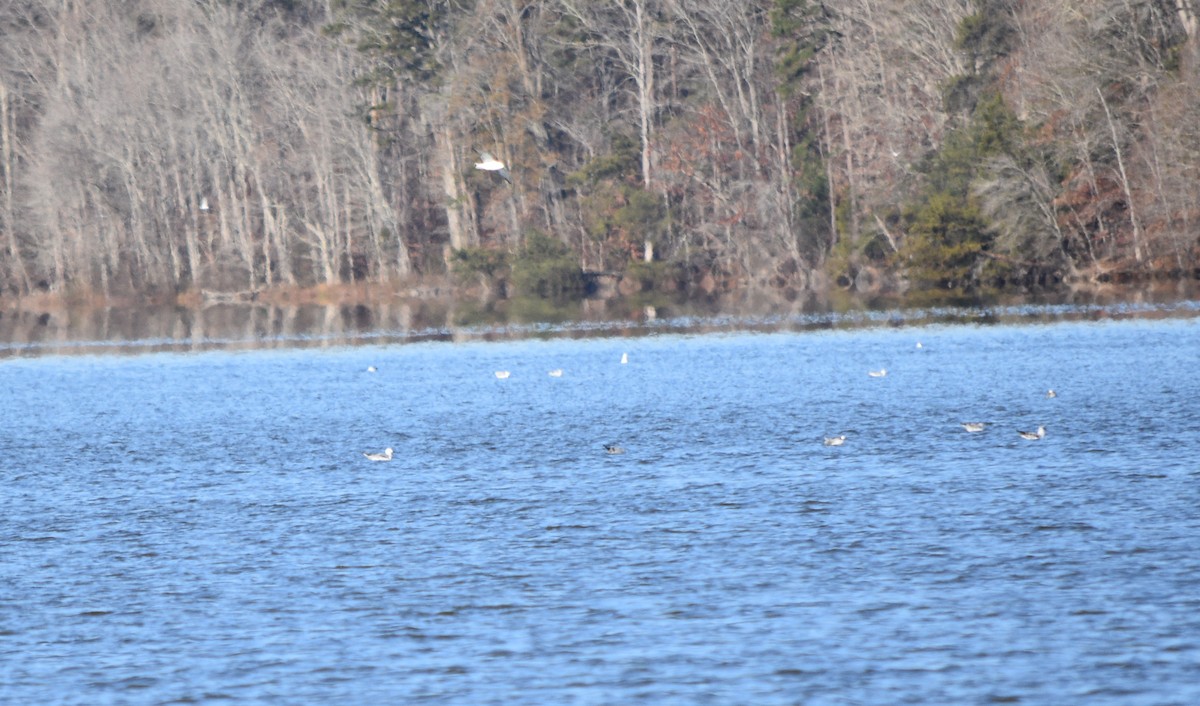 Ring-billed Gull - ML646234010