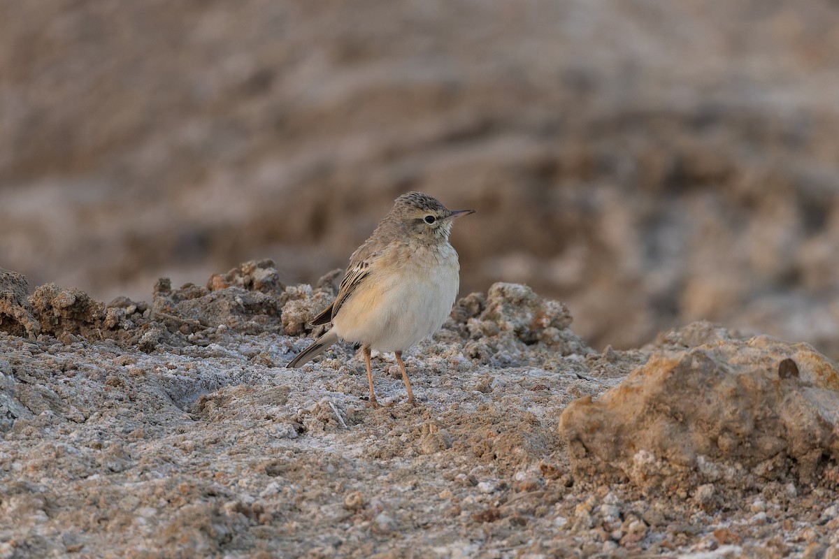 Tawny Pipit - ML646234011