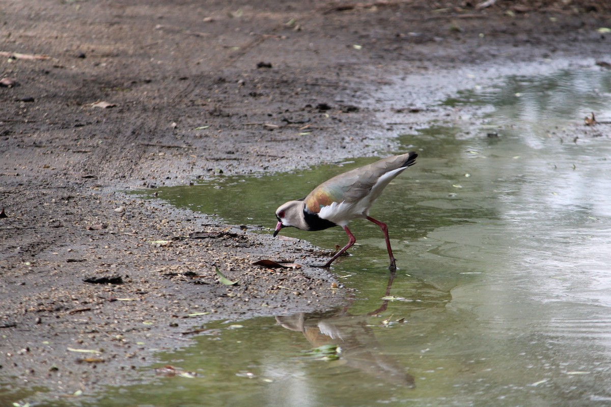 Southern Lapwing - ML646234012