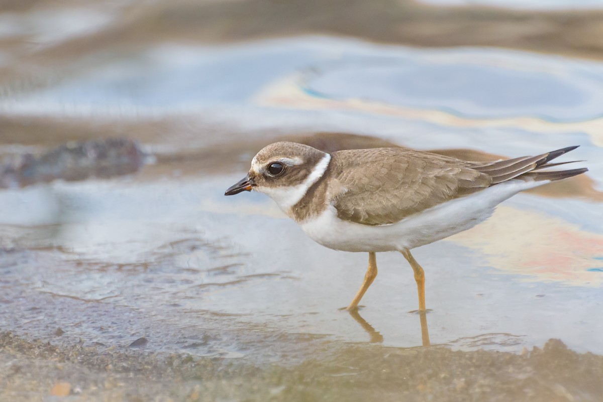 Common Ringed Plover - ML646234013