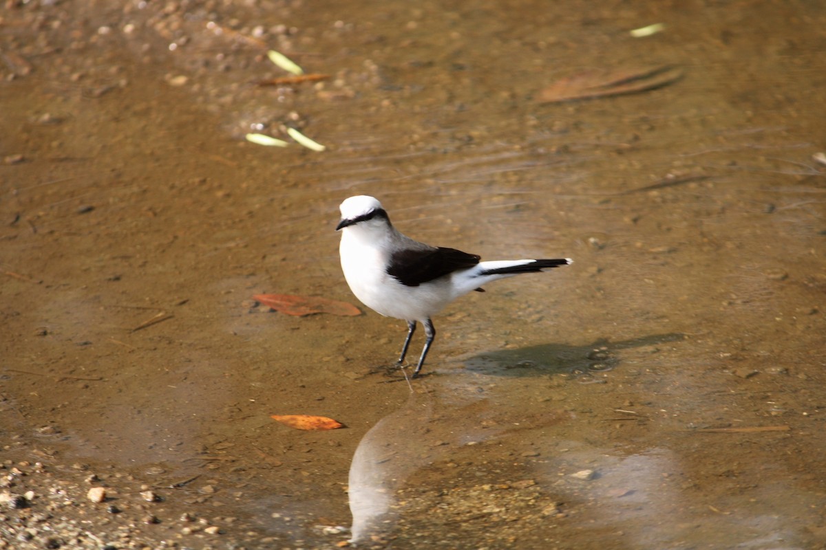 Masked Water-Tyrant - ML646234017