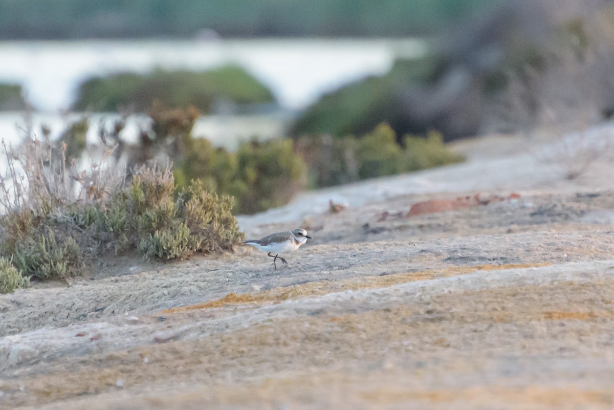 hvitbrystlo - ML646234025