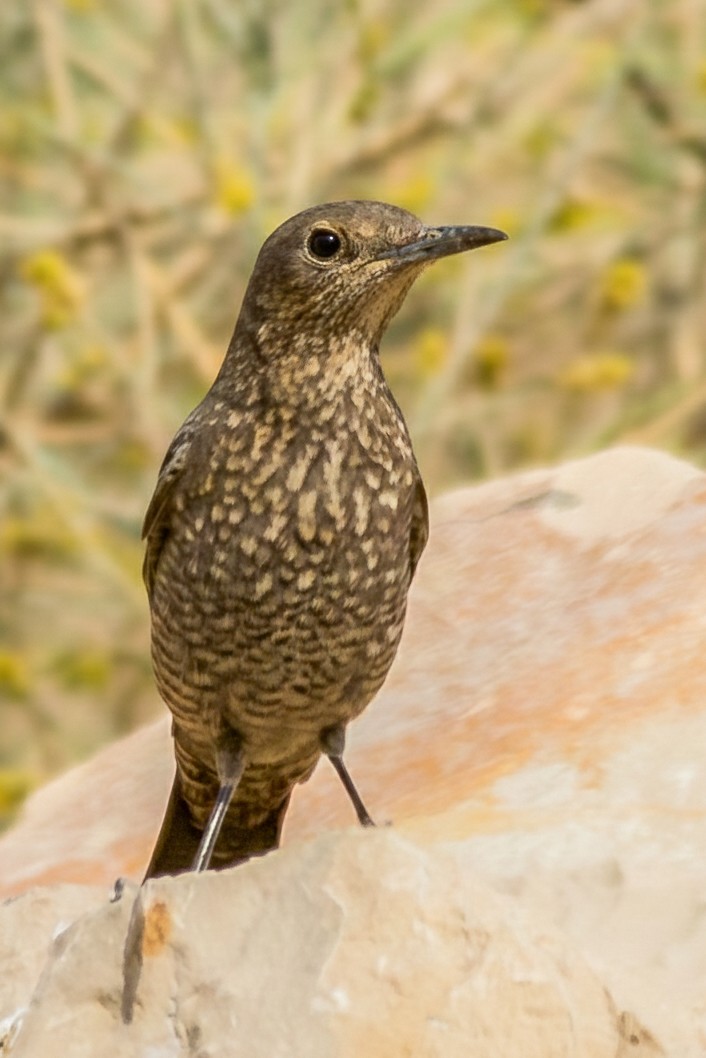Blue Rock-Thrush - ML646234028