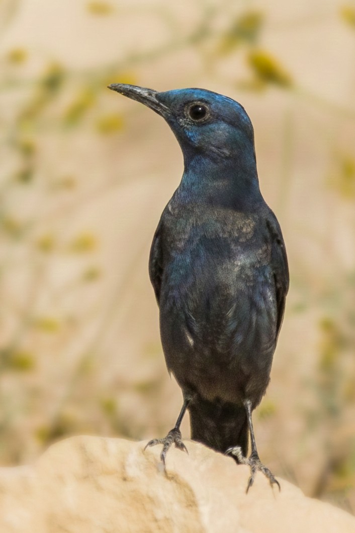 Blue Rock-Thrush - ML646234029