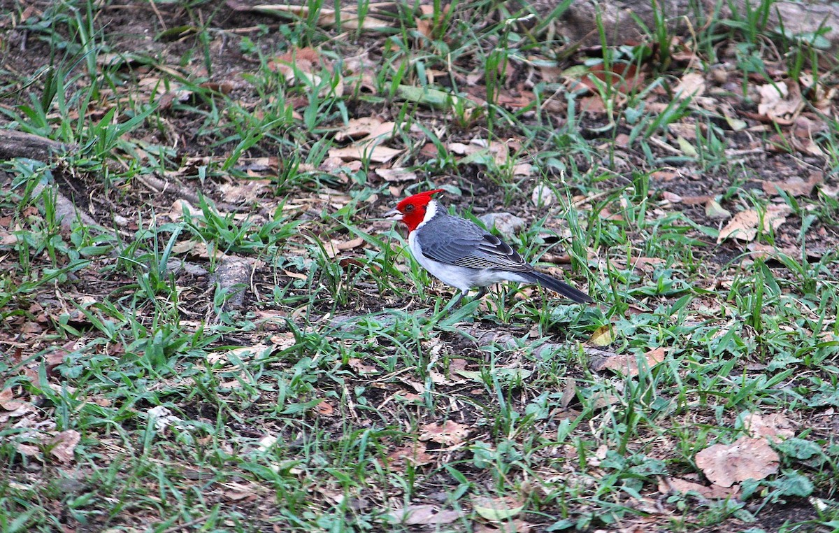 Red-crested Cardinal - ML646234038