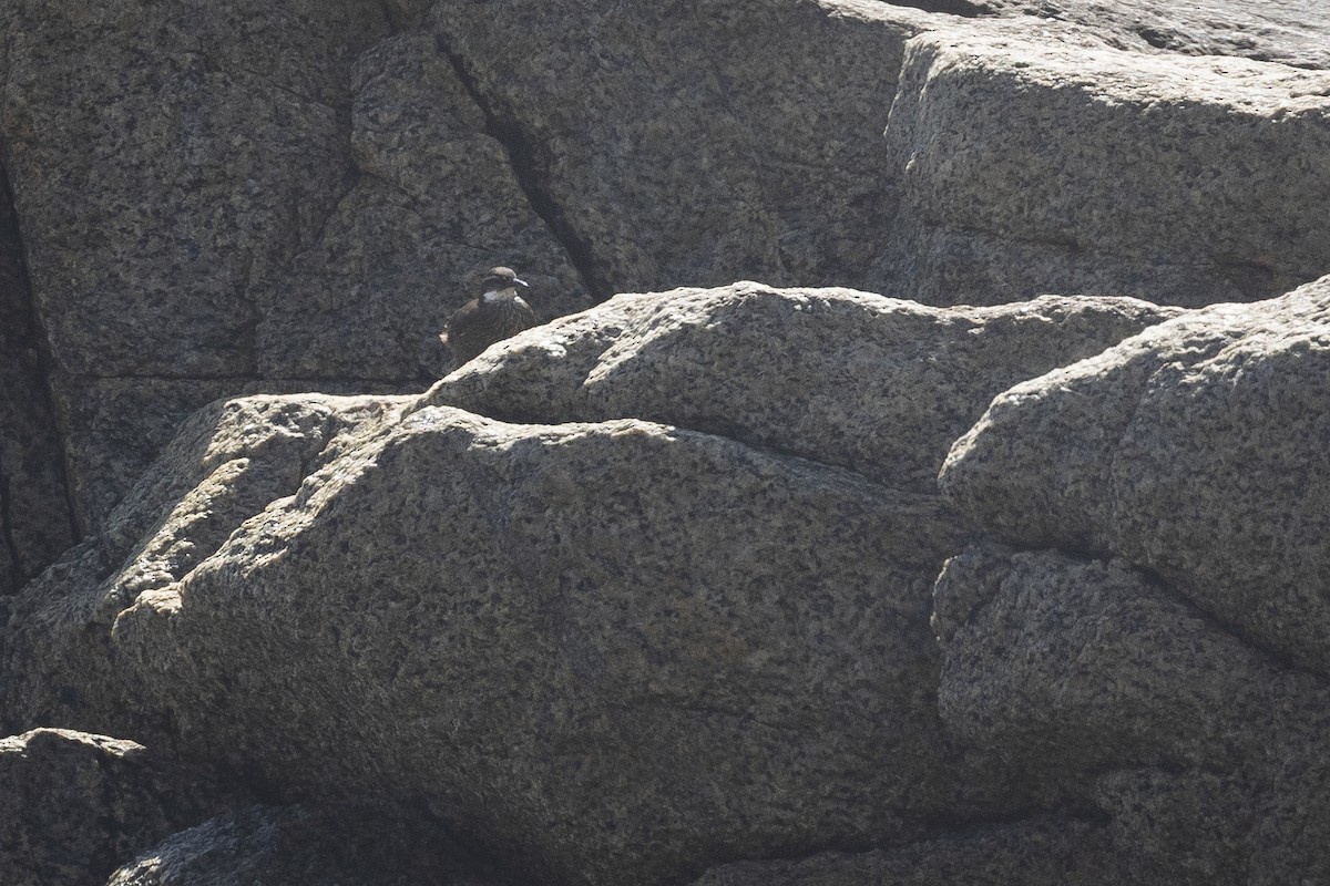 Seaside Cinclodes - ML646234040