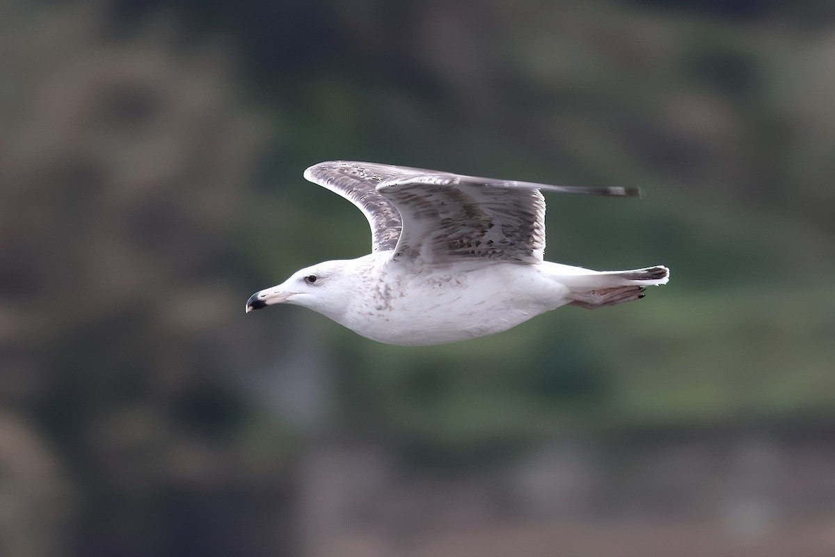 Kaio beltza - ML646234053