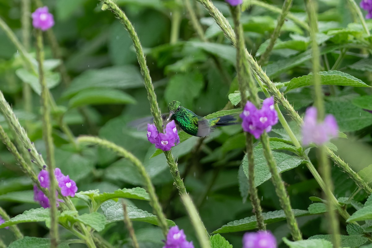 Canivet's Emerald - ML646234054