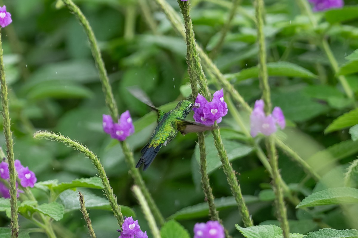 Canivet's Emerald - ML646234055