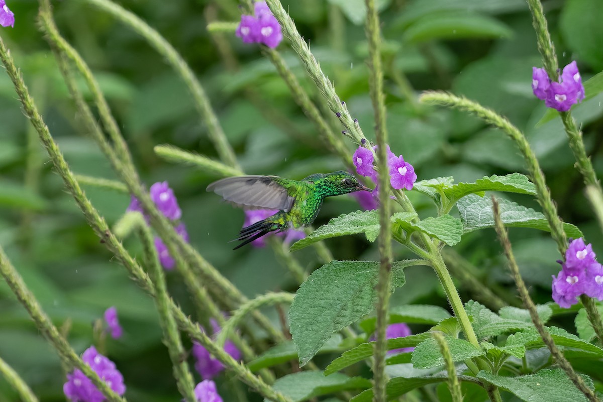 Canivet's Emerald - ML646234056