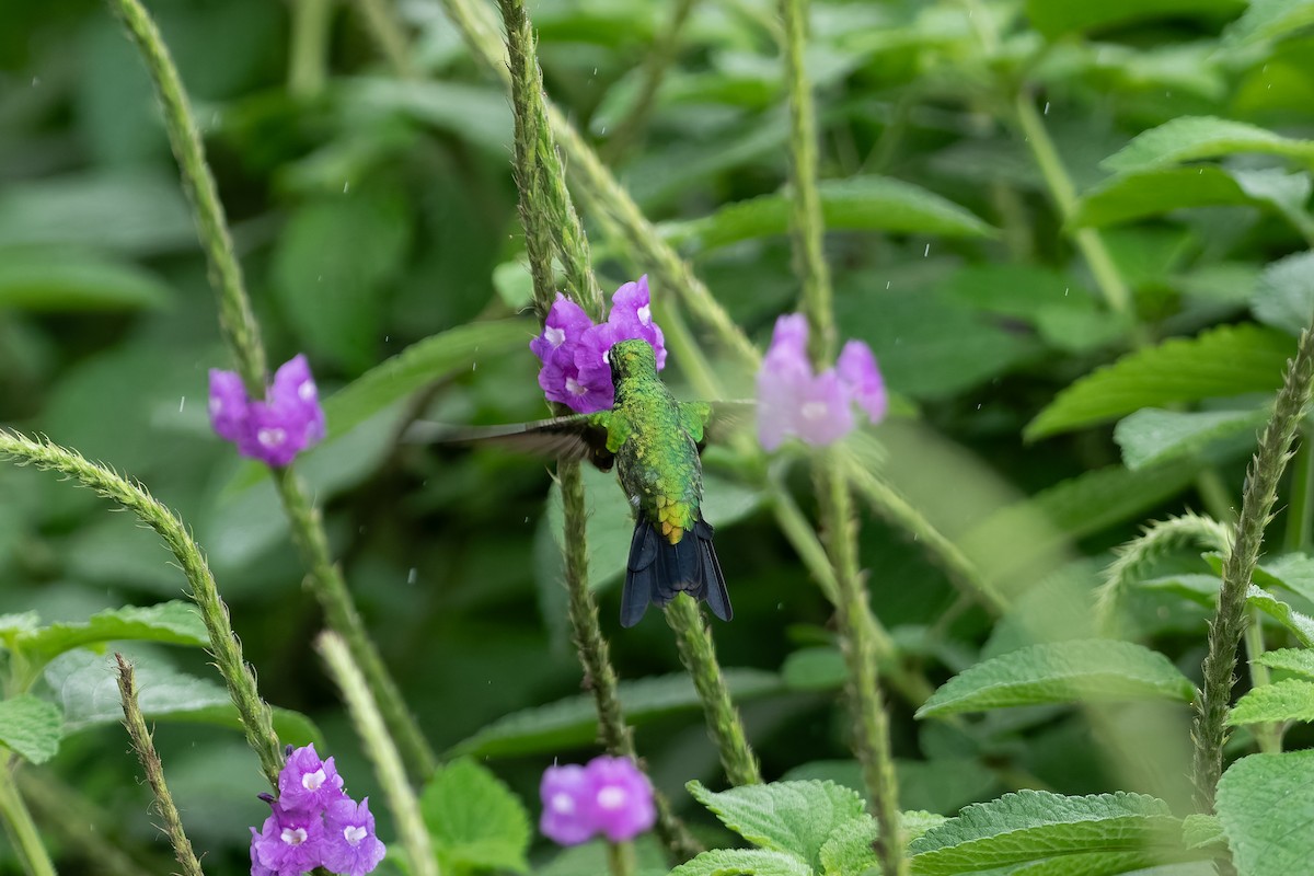 Canivet's Emerald - ML646234057